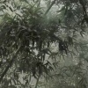 随长安
